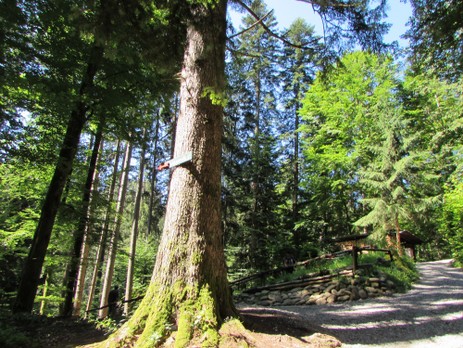Wanderung zum Niedersonthofener Wasserfall