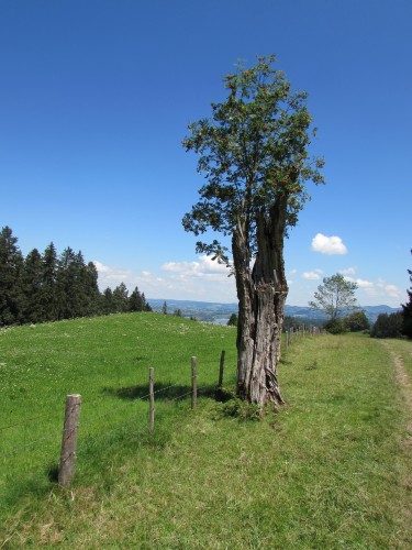 Wanderung zum Niedersonthofener Wasserfall