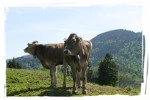 Allgäu-Spezifisches