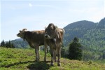 Allgäu-Bilder