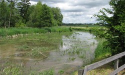 Benninger Ried