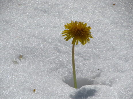 Löwenzahn im Schnee