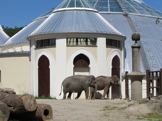 Elefanten in Hellabrunn