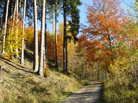 Herbstwald