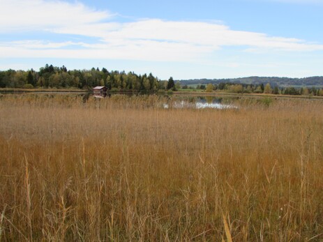 Schilfröhrichtgürtel am Ufer des Hopfensees