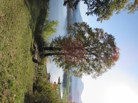 Blick von der Burgruine Hopfen auf den Hopfensee