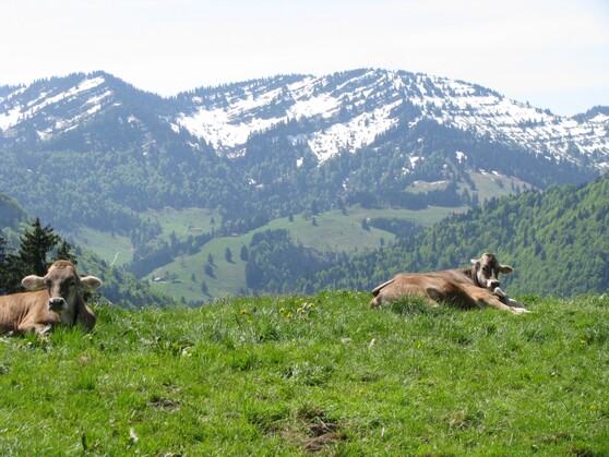 Fotoalben - Frühling im Allgäu