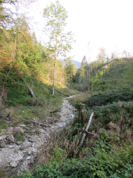 Der Schießbachtobel im Oberallgäu