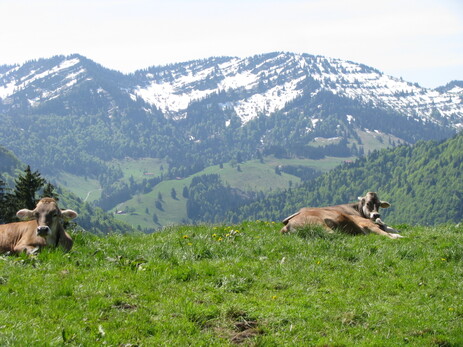 Schumpen