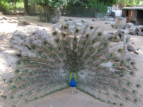 Tiergärten und Zoos im Allgäu