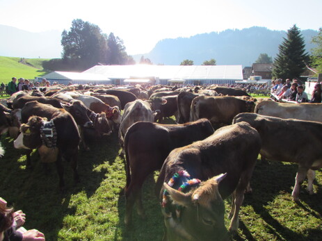Viehscheid
