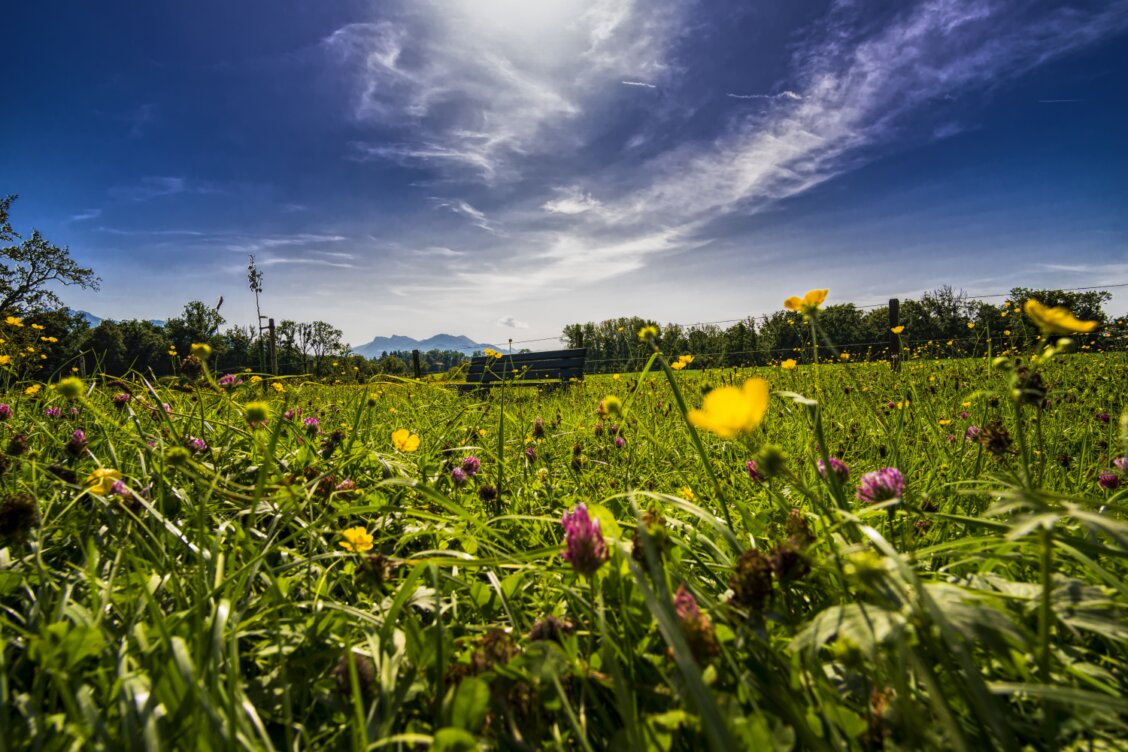 Bild von Felix Mittermeier auf Pexels: Blühende Wildblumenwiese unter blauem Himmel mit Bank in Bayern, Deutschland.