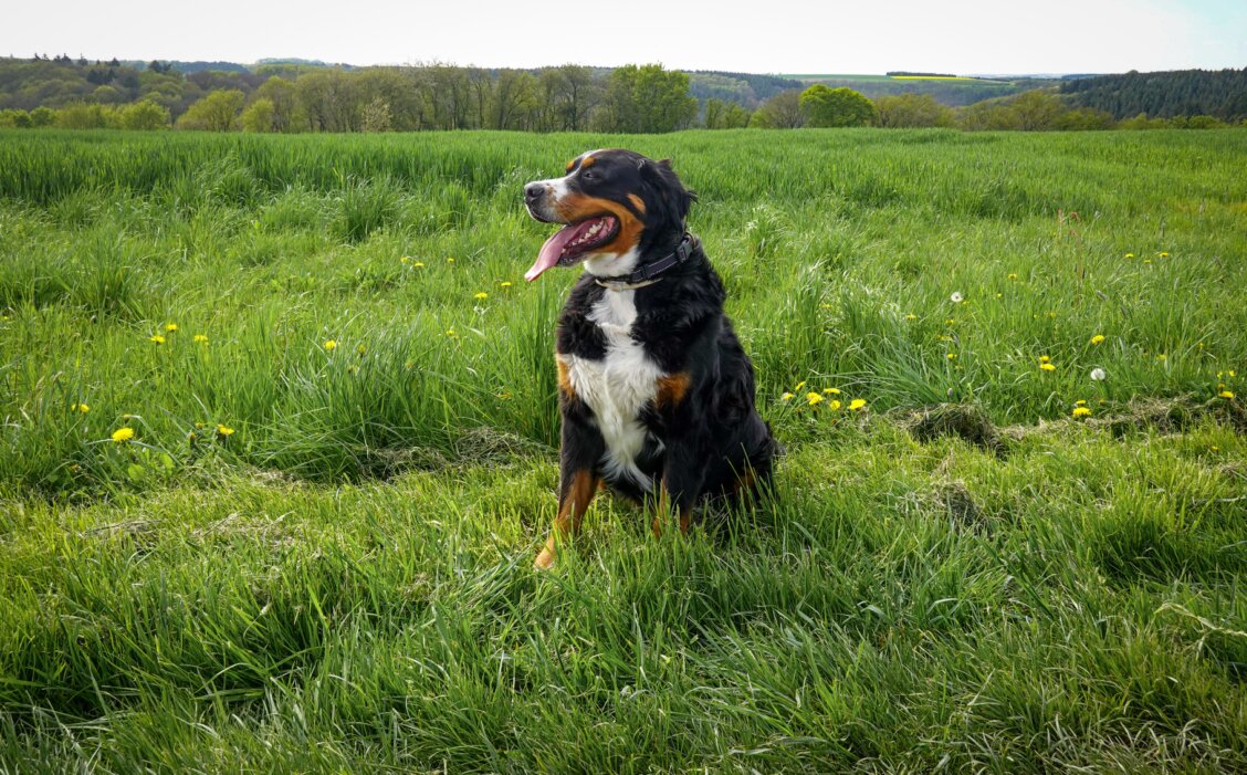 Bild von Magda Ehlers auf Pexels: Berner Sennenhund sitzt zufrieden auf einer sonnigen, grünen Wiese