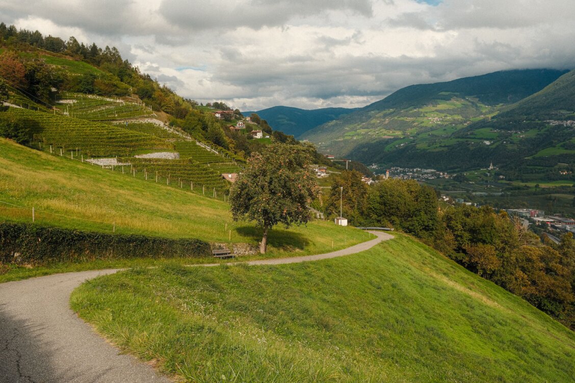 Bild von Steffen Rühlmann auf Pexels: Hügelige Weinlandschaft mit üppigem Grün und einem geschwungenen Weg zwischen den Reben